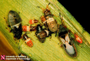 chinch bug nymphs and adult