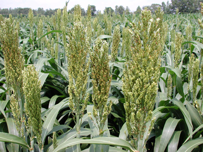 Sorghum