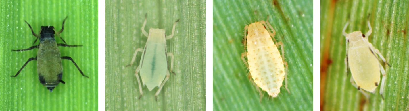 A variety of aphids are found on Georgia sorghum; the two on the left are green but the two on the right are yellow-ish in color.