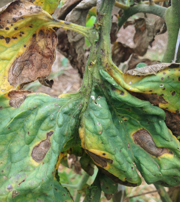 Tomato leaf showing irregular brown lesions containing concentric rings