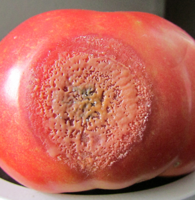Tomato with a flattened area of disease showing orange slime on the surface
