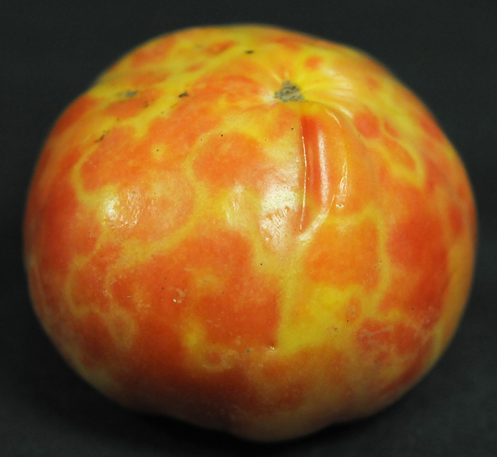 Red tomato with a web of yellow streaks running across the surface of the fruit.