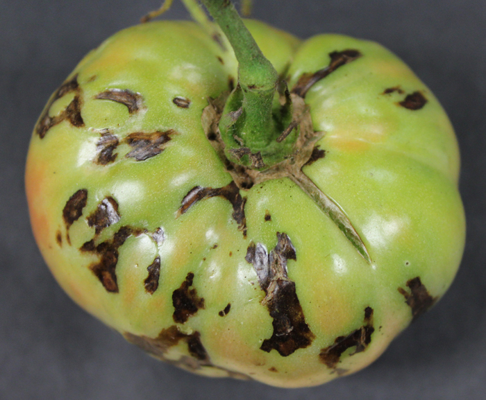Green tomato with numerous irregular brown spots of dead tissue