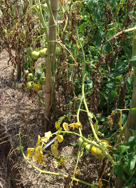 Tomato plant with brown leaves, green stems, and fruit growing.