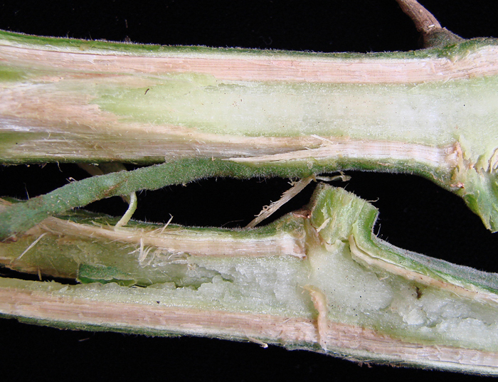 A tomato plant stem cut in half reveals the brown tissues just inside the surface of the stem from Fusarium infection.