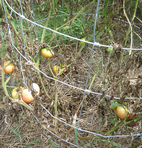 A tomato plant shows signs of southern blight. It is dying off while fruit remains attached.