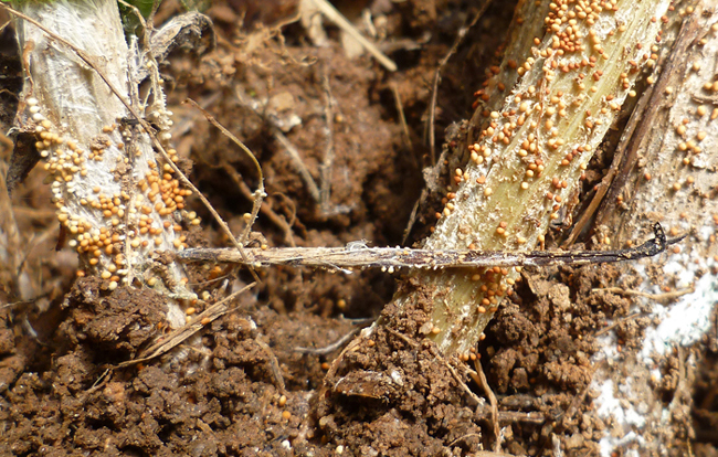 A closeup image of the stem at the soil line shows brown sclerotia attached to the white fungus