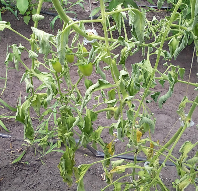 Green tomato plant wilting