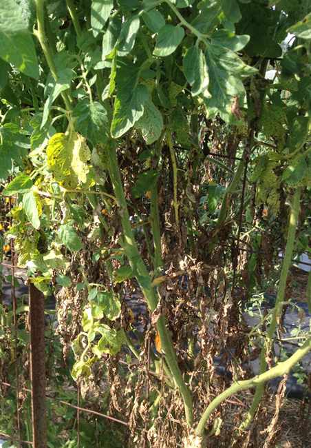 A tomato plant showing disease and die off from the bottom.