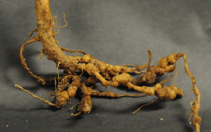 Roots of a tomato plant showing characteristic lumpy galls from root-knot nematode infection