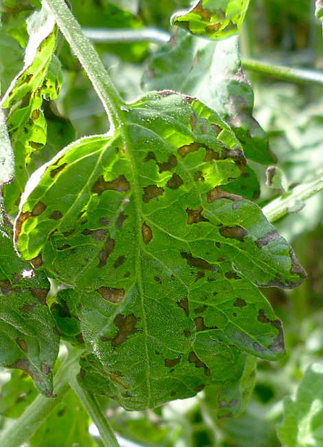 Tomato leaf showing irregular brown spots across the top surface