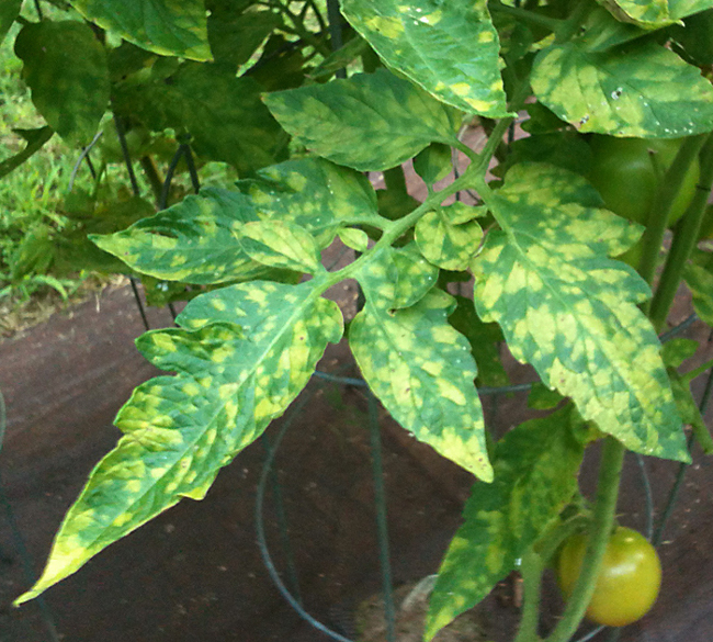 Tomato leaf showing a mottled green and yellow surface