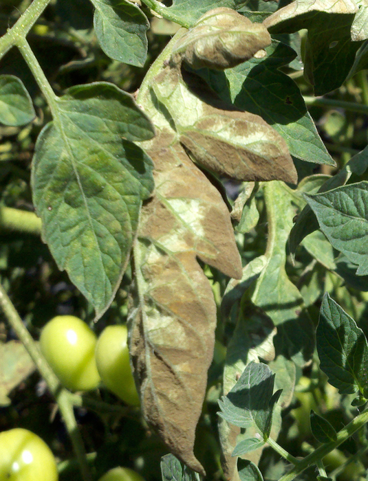 Underside of a tomato leaf with extensive brown areas