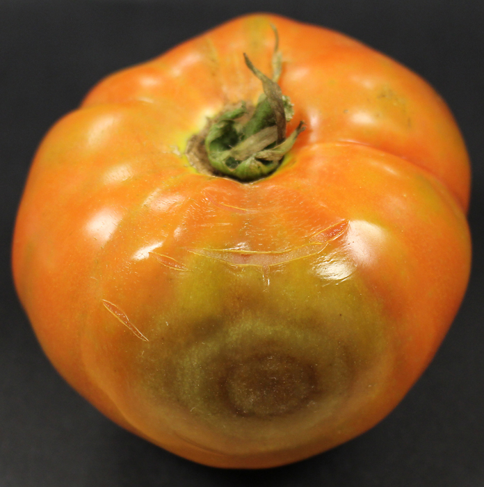 Red tomato with a large soft brown spot with concentric rings 