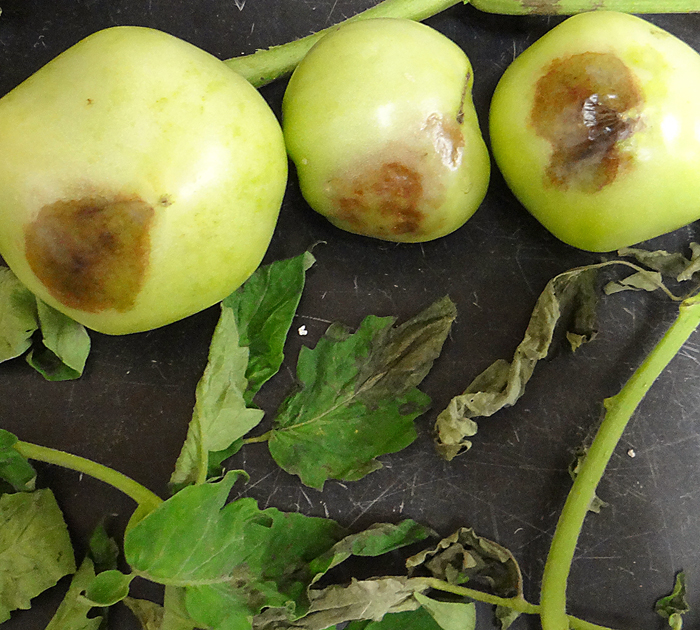 Green tomatoes have irregular brown lesions and the plant shows leaves turning brown and curling