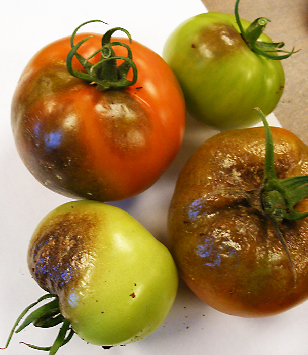 Several tomatoes with advanced brown lesions.