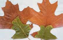 Figure 10. Bronzing of leaf margins on red oak.