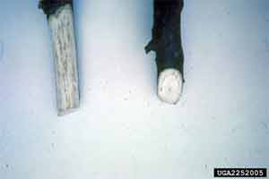 Figure 11. Brown streaking in sapwood.