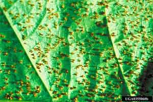 Figure 13. Yellow pustules.