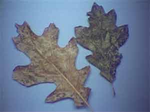 red oak tree leaves turning brown