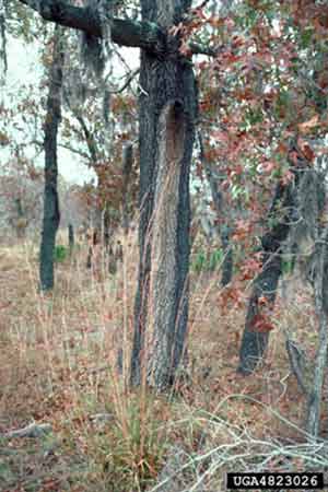 Figure 23. Staining of bark.