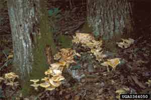 Figure 26. Honey-colored Armillaria mushrooms.