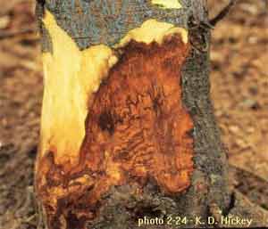 Figure 27. Reddish brown wood discoloration.