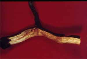 Figure 28. Brown discoloration of roots.