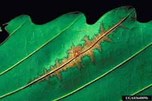 Figure 3. Anthracnose lesions following a leaf vein.