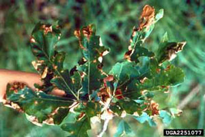 Figure 4. Distorted leaves with papery lesions.