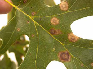 black spots on tree leaves uk