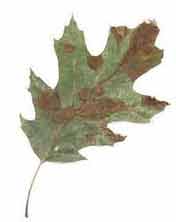 Figure 6. Brown lesions on older leaves of Tubakia leaf spot.