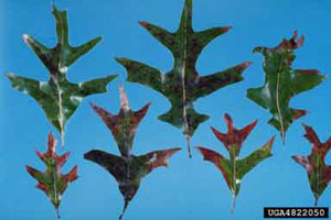 Figure 7. Marginal leaf burn due to bacterial leaf scorch.