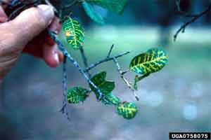 Figure 9. Chlorotic veins on live oak.