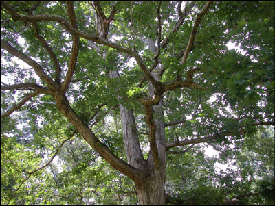 georgia oak landscaping