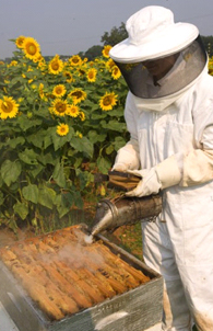Person in a beekeeping uniform smoking a hive
