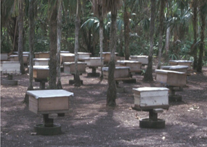 bee hives