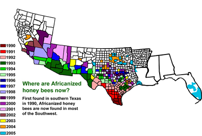 Where are Africanized honey bees now? First found in southern Texas in 1990, Africanized bees are now found in most of the Southwest.