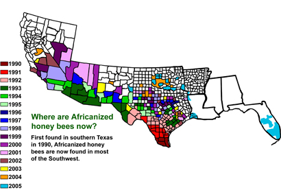 WILD BEES OF TEXAS - Honey & Killer Bees