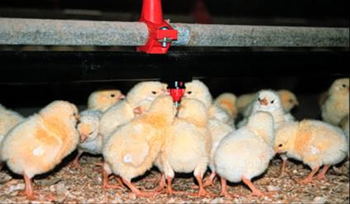 Chicks drinking water