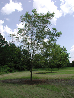 defoliated pecan tree