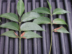 scorched pecan leaves