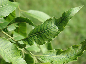 Pecan leaves with curling margins and interveinal chlorosis