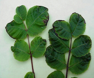 Round pecan leaves shaped like mouse ears