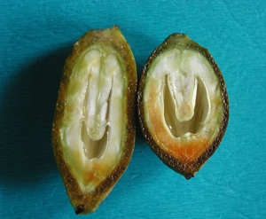 Cross section of pecan nut