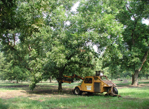 Pecan tree thinning