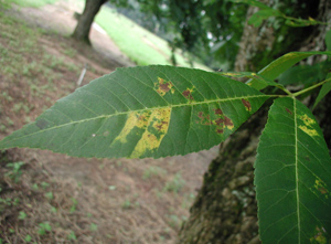 Pecan leaf with yellow and brown spots