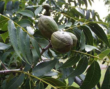 pecans on tree limb