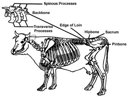 Diagram of cow skeleton with backbone, highbone, sacrum, and pinbone labeled as well as the spinous and transverse processes on the backbone