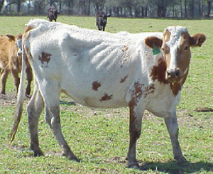 Cow with BCS 2